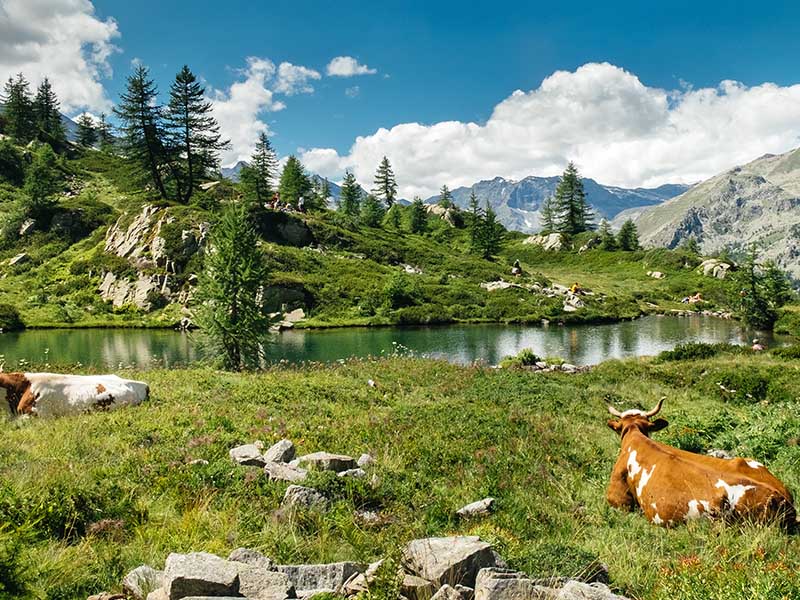 Un mucca al pascolo in un campo. Gite tra musei e natura.